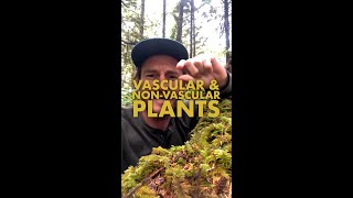 Vascular amp NonVascular Plants  TNCNatureLab [upl. by Yole513]