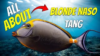 ALL ABOUT BLONDE NASO TANG [upl. by Dinny897]