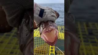 Monkfish in a Lobster Trap [upl. by Asyar]