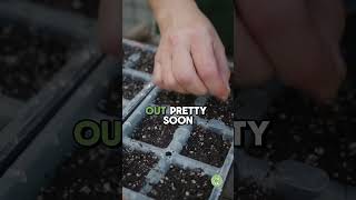 SEED Starting Tips 1 Minute Tutorial [upl. by Kalvn]