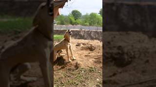 Aggressive dog ko handle kaise karein peepalfarm [upl. by Haisi370]