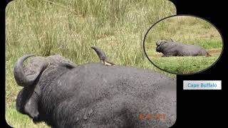 Wildlife at Keekorok resort Kenya [upl. by Quackenbush]