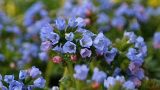 Pulmonaria Production Tips  Walters Gardens [upl. by Roldan]