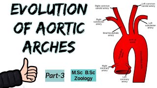 Aortic arches in primitive Vertebrates and FishesEvolution of Aortic Arches in Vertebrates Part3 [upl. by Norah]