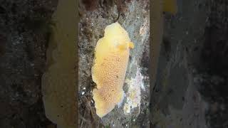 Tide pooling on the Oregon Coast tidepools oregon pnw ocean nudibranch marinelife [upl. by Zacks]