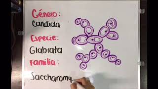 CANDIDA GLABRATA FAGOCITOSIS [upl. by Garlan]