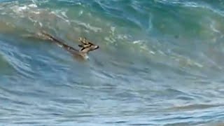 Bodysurfing Deer [upl. by Rihaz]