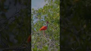 Experience Serenity at Curaçaos Rif Mangrove Park shorts [upl. by Aikin]