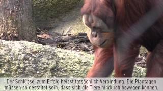 Hilfe für Orang Utans in Malaysia [upl. by Gnoc]