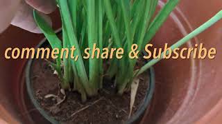 How to grow and care for calla lily plant [upl. by Lurleen]