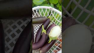 Long brinjal harvest in terrace garden [upl. by Eveneg]