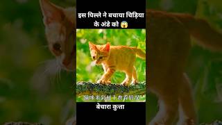 एक पिल्ले ने बचाया चिड़िया के अंडे को 😱  short movie dog cartoon [upl. by Ettenil635]