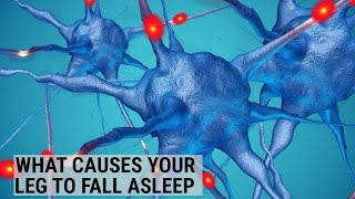 What causes your leg to fall asleep [upl. by Iatnwahs]