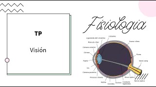 Neurofisiología  Visual  UBA  MEDICINA [upl. by Fabien341]