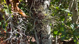 Tillandsia Recurvata producing seed pods [upl. by Ymorej538]