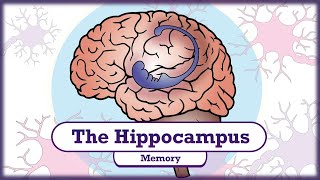 Memory and the Hippocampus [upl. by Anuait729]