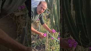 Rock Purslane calandrinia subtropical gardening adventure explore permaculture ediblegarden [upl. by Telford824]