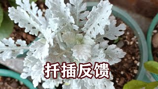 一月扦插了点银叶菊，今天来检查下，生根了没？Planted Centaurea Cineraria by cuttings in Jan have they taken root today [upl. by Ardnusal849]