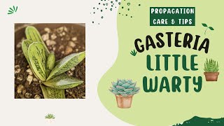 Care tips and propagation for Gasteria little warty succulent [upl. by Eleanora]