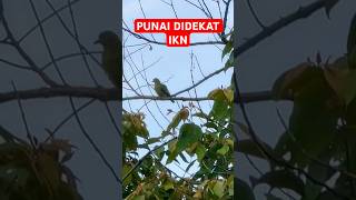 DIBEGAL PUNAI DIPINGGIR JALAN [upl. by Rikki]