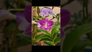 Denphal orchids orquidias orquidario orchidaceae natureza flores [upl. by Mitchel470]