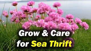 How to Grow amp Care for Sea Thrift Armeria Maritima [upl. by Mori]