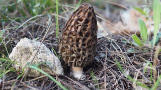 Morilles coniques en Provence [upl. by Soma]