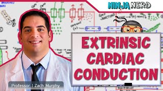 Cardiovascular  Electrophysiology  Extrinsic Cardiac Conduction System [upl. by Redman]