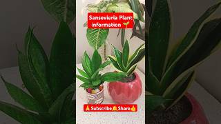 Sansevieria Plant information🌱 shorts viralvideo sansevieriaplant snakeplantcare indoorplants [upl. by Etteniuqna]