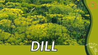 How to grow DILL in 1 Minute History Growing Nutrition Companion Planting Anethum graveolens [upl. by Lilas572]