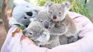 Surrogate Carer Saves Koala Joey After Mother Develops Mastitis [upl. by Asenej]