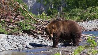 Bears at Kurile Lake Kamchatka Russia [upl. by Lemuelah]