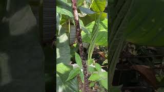 Amorphophallus hybrid  amorphophallus borneensis x variabilis [upl. by Celisse]