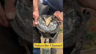 Horse 🐎 Foot Repair cuteanimal animals horse shorts shortsfeed shortvideo [upl. by Lovato]