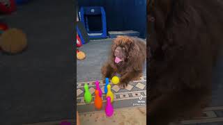 Rootie learning bowling dogtraining akc dogtraining domorewithyourdog dogtricks [upl. by Htiekel]