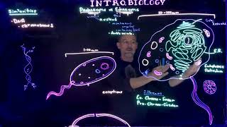 Eukaryotic vs Prokaryotic Cells [upl. by Ylle]