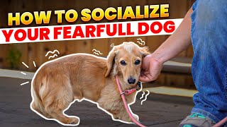 Master Socialization Techniques for Fearful Dogs with Bethany Preudhomme [upl. by Bolger]