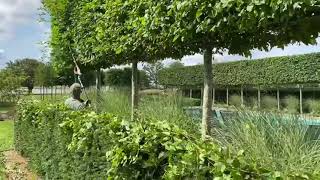 Kens Weekly Tips  18th August  Pruning a Hornbeam Hedge [upl. by Corenda]