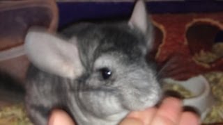 Cheech Bit Me Chinchilla Attack [upl. by Nnylaehs]