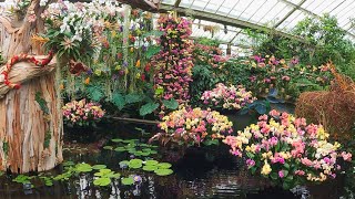 A tour of Kew Gardens Orchid Festival [upl. by Yand]