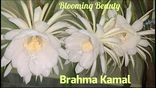 Brahma Kamal  Saussurea obvallata [upl. by Gerita]