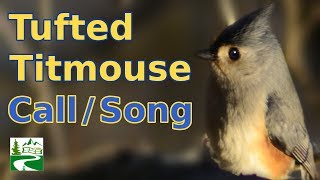 Tufted titmouse call  singing  song  sounds [upl. by Gnil]