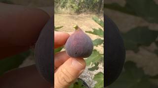 Colasanti Dark fig farm fruit garden gardening love nature sun world texas figs [upl. by Ecirted385]