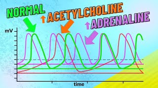 How Adrenaline and Acetylcholine Affect Heart Rate [upl. by Artim998]