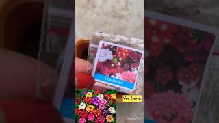 Grow verbena plant from seeds at my terrace garden🪴👍 [upl. by Drarreg706]