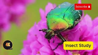 Amazing Insects world  4k video insects nature animals facts [upl. by Levitt]