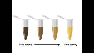 Enzyme Assays and Kinetics [upl. by Aizan]