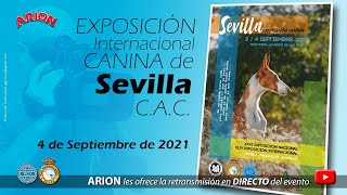 Exposición Internacional Canina de Sevilla 2021 1ªParte [upl. by Eeraj]