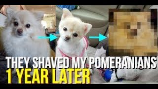 PUPDATE They Shaved my Pomeranians  1 Year Later [upl. by Norrad714]