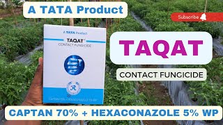 tata Taqat Fungicide  captan 70 HEXACONAZOLE 5 wp  chilli farming [upl. by Ynnavoj]